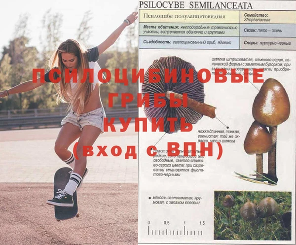гашик Зерноград